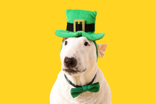 Cute Bull Terrier dog with leprechaun's hat and bow tie on yellow background. St. Patrick's Day celebration