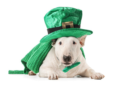 Cute Bull Terrier dog with leprechaun's hat, green sweater and bow tie on white background. St. Patrick's Day celebration