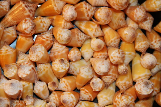 Florida Cone Seashells Background Close Up