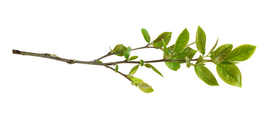 Obraz premium Fresh green leaves of cotoneaster isolated on white or transparent background