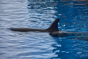 Obraz premium Giant orca swimming underwater in the blue water at the Orca Ocean stadium in Loro Parque, Tenerife, Canary Islands, Spain