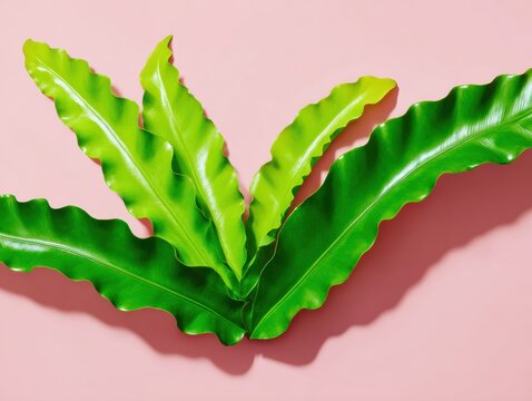 Java Fern Green Leaves with Wavy Edges Resting on Pink Background for Nature Branding, Modern Botanical Interior Design and Minimalist Indoor Gardening Concept