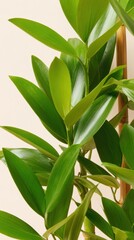 Obraz premium Close up of green bamboo plant leaves in a modern living room setting for biophilic interior design and home decor magazine featuring natural textures and copy space