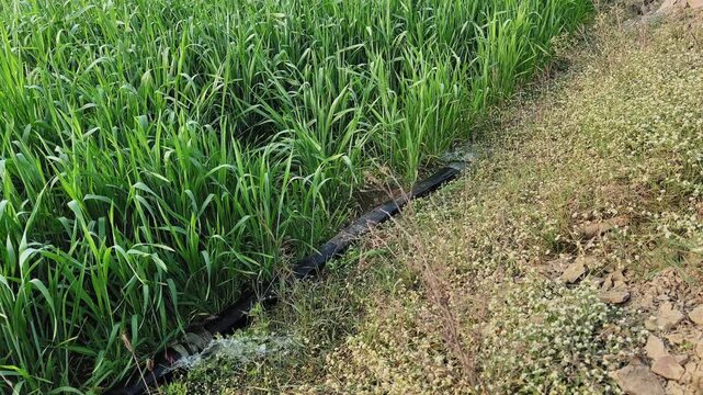 Tilt down shot revealing an irrigation hose running along a wheat field margin, water spreading into the soil while dense green stalks stand upright nearby.