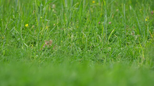 European hamster frantically forages, cheeks moving in tall grass