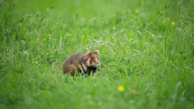 European hamster side-on, alert and poised as if ready to scurry