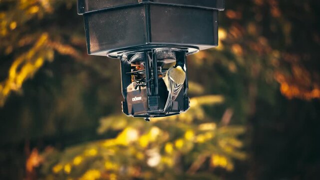 Cinematic forest birds feeding from hanging feeder in soft natural light.