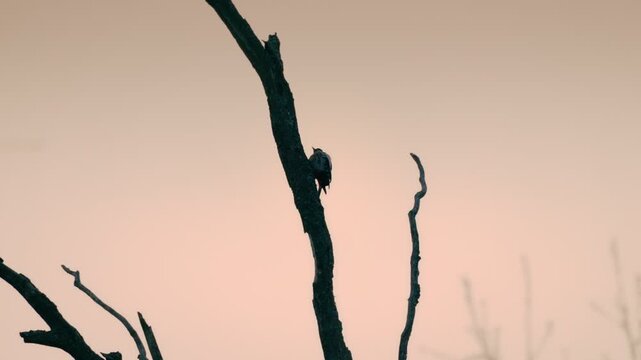 Backlit bird rests atop solitary tree, framed by glowing sunset hues