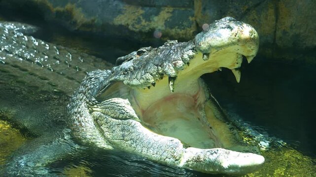 A Saltwater crocodile (Crocodylus porosus) basking in the sun with mouth wide open to to regulate the body temperature, close up shot.