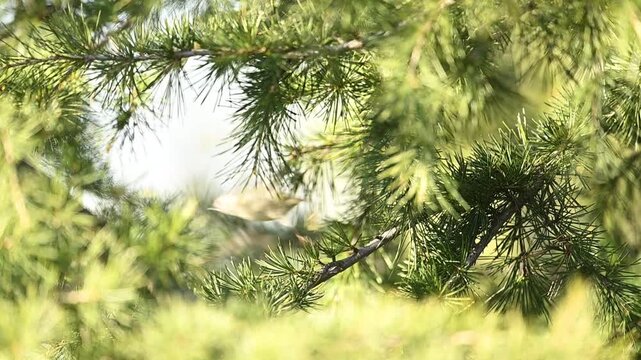 An elegant Goldcrest bird feeding on a horizontal branch, with its striking facial markings contrasting against the dark forest bark.