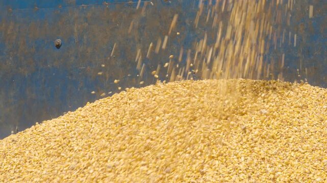 Dynamic close-up of yellow corn kernels cascading into a container during an agricultural or grain processing operation. The motion of the kernels creates a visually engaging texture, set against a me