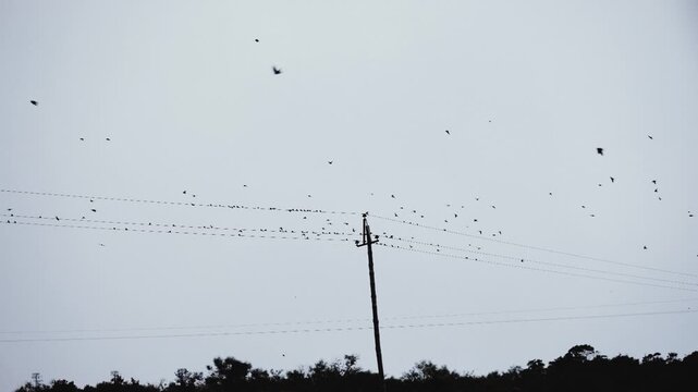 Hundreds of birds land on a telephone wire and fly away