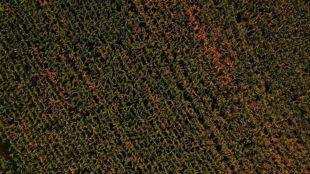 Drone shot of a tightly packed cornfield with rows of green and golden plants nearing harvest. The uniform pattern and rich texture highlight large-scale crop cultivation and agricultural organization