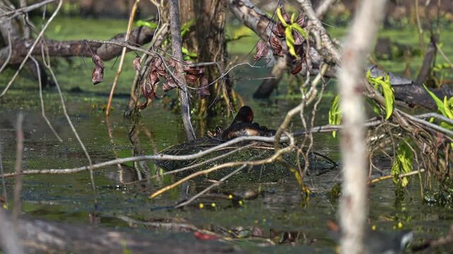 Little Grebe with Chicks On Their Nest In The River. - static shot