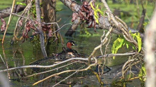 Little Grebe And Chicks - Dabchick On Its Nest. - static shot