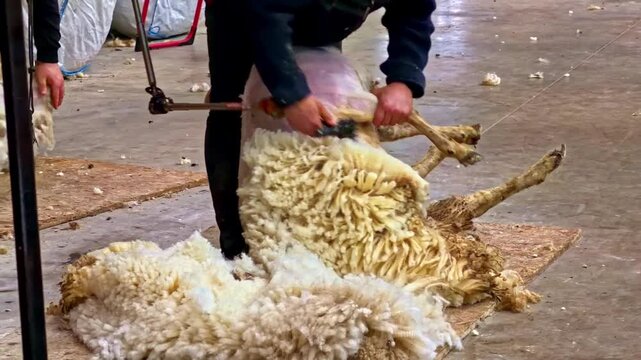 Farmer shearing sheep indoors, showcasing rural farming practices
