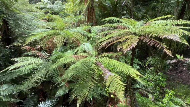 Lush ferns thrive in the undergrowth of the Cascade Kauri Walk, Waitakere, Auckland, New Zealand. The vibrant green foliage creates a dense and verdant scene in the native bush.