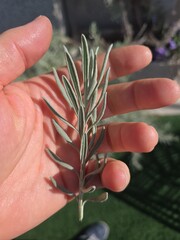 A close-up of a hand holding a fresh lavender leaf outdoors.
