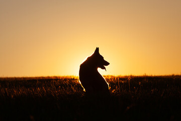 Hund Silhouette eines sitzenden Hundes im Sonnenaufgang. Deutscher Schäferhund im Profil im Gegenlicht von Sonnenuntergang. Symbol für Liebe, Tod, Sterben, Trauer, Jenseits © anjajuli