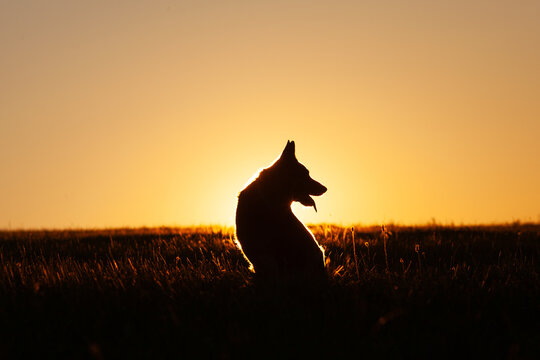 Hund Silhouette eines sitzenden Hundes im Sonnenaufgang. Deutscher Sch&auml;ferhund im Profil im Gegenlicht von Sonnenuntergang. Symbol f&uuml;r Liebe, Tod, Sterben, Trauer, Jenseits