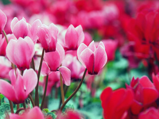Obraz premium Cyclamen flower Multi colors detail