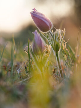 Kuhschelle, K&uuml;chenschelle, Pulsatilla vulgaris