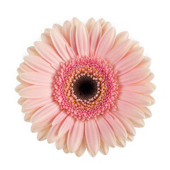 A beautiful pink flower on transparent background