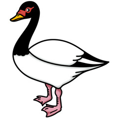 Black neck swan clip art cartoon character on transparent background. © พจนศักดิ์ นาคศรี