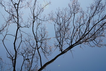 Winter pictures. A view from below, looking up at the tree crown. The branches look like crystal after an icy rain. Blue sky.