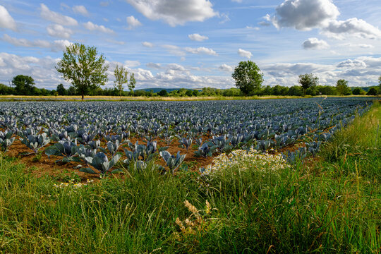 Landschaft bei Heidenfeld, Gemeinde R&ouml;thlein, Landkreis Schweinfurt, Unterfranken, Franken, Bayern, Deutschland