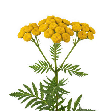 A vibrant yellow tansy flower on transparent background