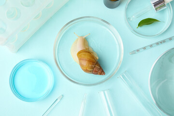 Petri dishes with Achatina snail and cosmetic products on turquoise background © Pixel-Shot