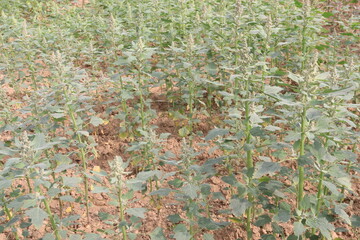 Obraz premium White goosefoot plant on farm for harvest