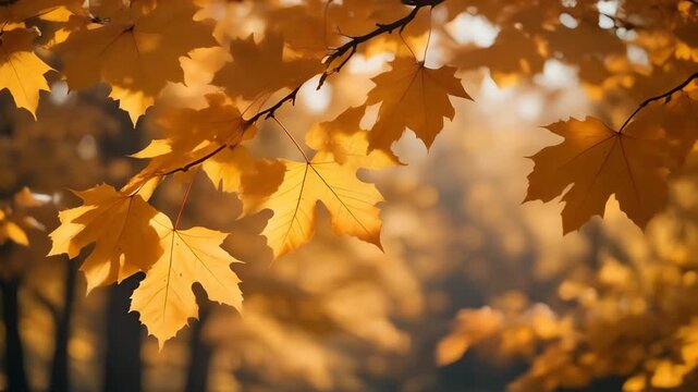 Golden maple leaves on tree branch in autumn