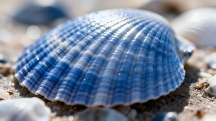 BlueScallopShellBeach