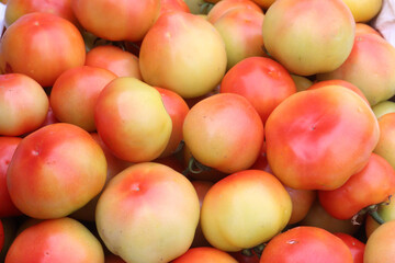 tomato stock on shop for sell are cash crops