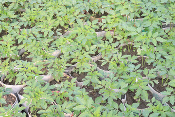 tomato seedling on farm for harvest