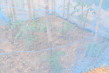 tomato seedling on farm for harvest with net