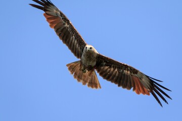Brahminy Kite Soaring Through Clear Blue Skies