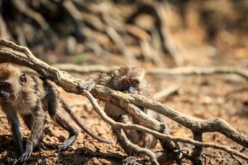 Candid Long-tailed Macaque Peering Through Tangled Mangrove Roots