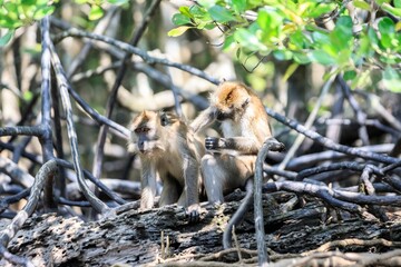 Long-tailed Macaque Foraging Among Mangrove Roots