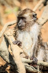 Long-Tailed Macaque Resting on Tangled Roots