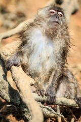 Long-Tailed Macaque Resting on Tangled Roots