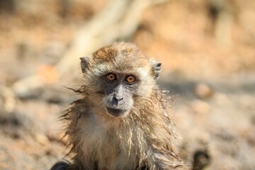 Portrait of a Wet Macaque with Piercing Eyes