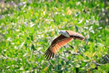 Obraz premium Brahminy Kite Soaring Over Lush Mangroves