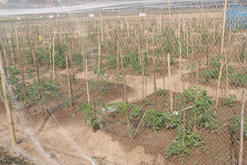 tomato seedling on farm for harvest