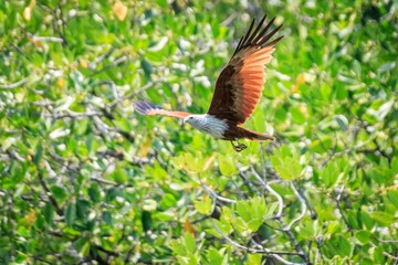 Brahminy Kite Soaring Over Lush Mangroves