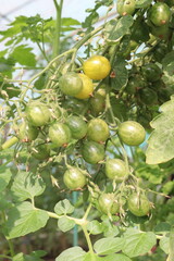 raw tomato on tree in farm for harvest