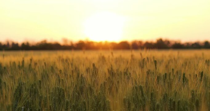 Golden sun sets behind ripe wheat ears. Beautiful wheat grows in rural meadow. Yellow wheat shines under evening light. Agriculture landscape looks peaceful during summer season.