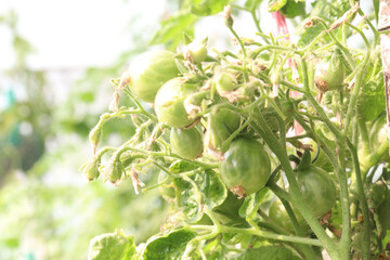 raw tomato on tree in farm for harvest
